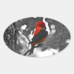 Sticker Ovale Homme Scarlet Tanager