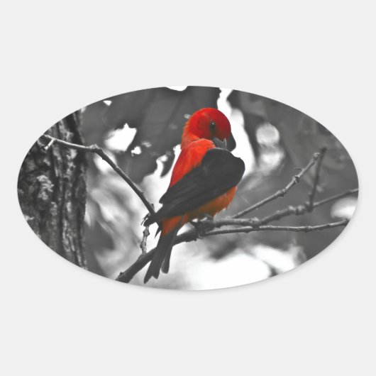 Sticker Ovale Homme Scarlet Tanager (Devant)