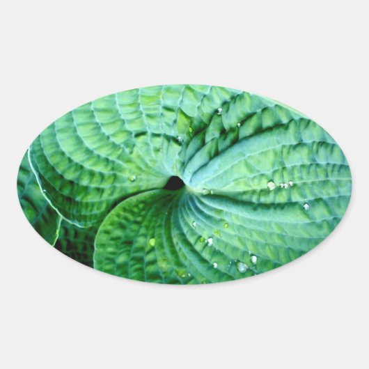 Sticker Ovale Hosta Heart (Devant)