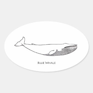 Sticker Ovale Illustration de la baleine bleue (art linéaire)