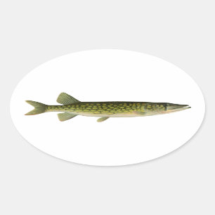 Sticker Ovale Illustration de Pickerel à chaînes
