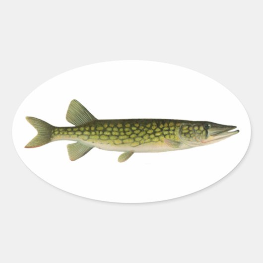 Sticker Ovale Illustration de Pickerel en chaîne (Devant)