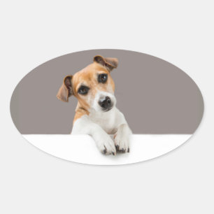 Sticker Ovale Jack Russell Puppy Sweet Adorable Baby Jack