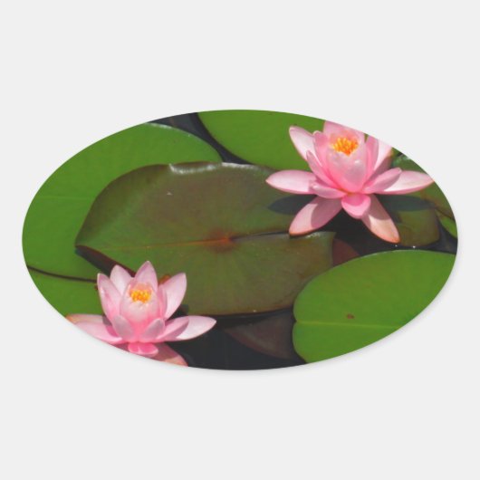 Sticker Ovale Jardin de fleurs de laine d'eau de lotus rose, (Devant)