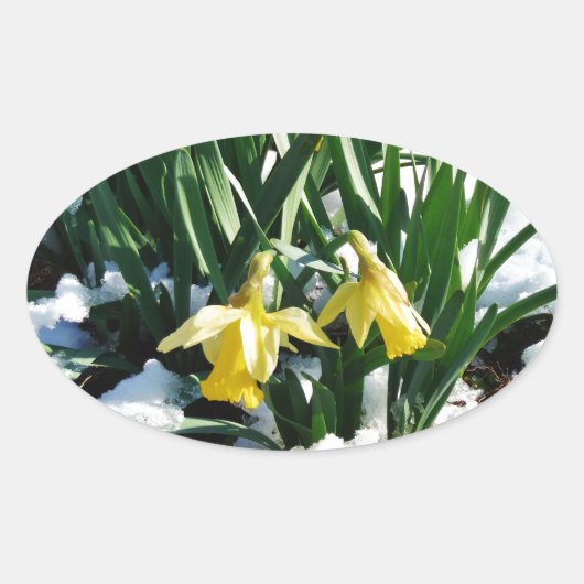Sticker Ovale Jaune Daffodils fleurs dans la neige (Devant)