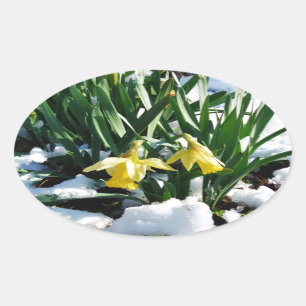 Sticker Ovale Jaune Daffodils fleurs dans la neige