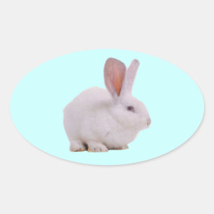 Sticker Ovale Lapin Mignon Kawaii