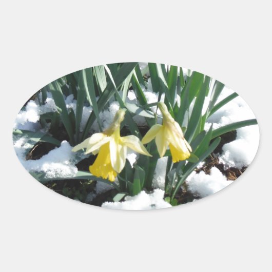 Sticker Ovale Les jonquilles jaunes dans la neige (Devant)