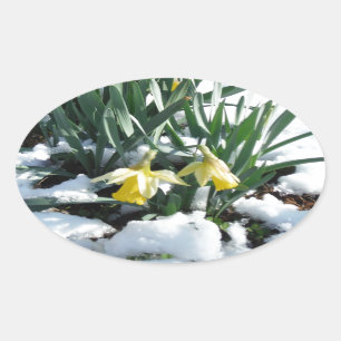 Sticker Ovale Les jonquilles jaunes dans la neige