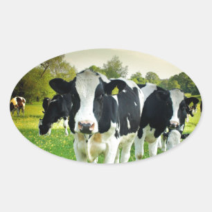 Sticker Ovale Les vaches adorent regarder