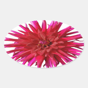 Sticker Ovale Lilly rose