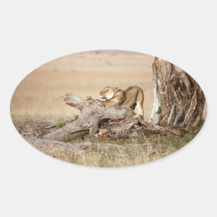 Sticker Ovale Lioness stretching