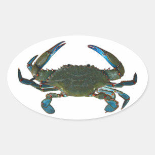 Sticker Ovale Logo du crabe bleu de l'Atlantique