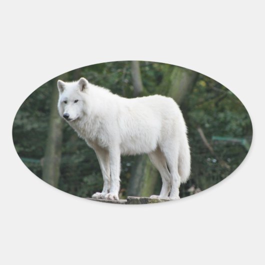 Sticker Ovale Loup blanc impressionnant (Devant)