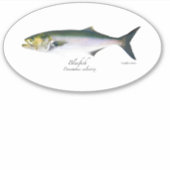 Sticker ovale M Vinyl Bluefish (Devant)