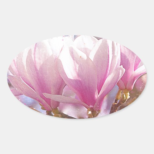 Sticker Ovale Magnolia rose-pourpre en floraison - Fleur de prin (Devant)