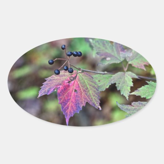 Sticker Ovale Mapleleaf Viburnum Feuilles d'automne et baies (Devant)