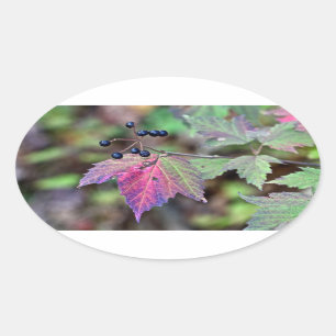 Sticker Ovale Mapleleaf Viburnum Feuilles d'automne et baies