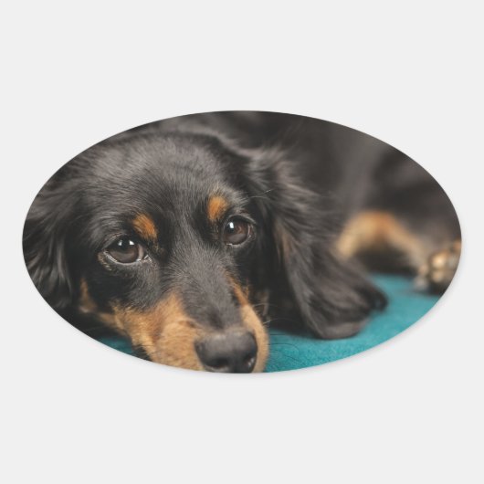 Sticker Ovale Mignet Dachshund Se Pose En Bas (Devant)