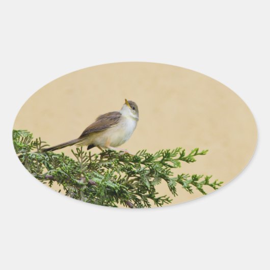 Sticker Ovale Moineau (Devant)