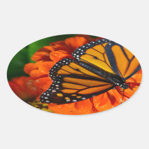Sticker Ovale Monarque