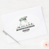 Sticker Ovale Morphogenèse à l'intérieur de Drosophila Fruit Gèn (Enveloppe)