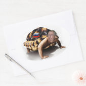 Sticker Ovale Moscou Mitch Man-Turtle (Enveloppe)