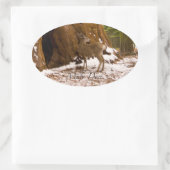 Sticker Ovale Mule Deer (Sac)