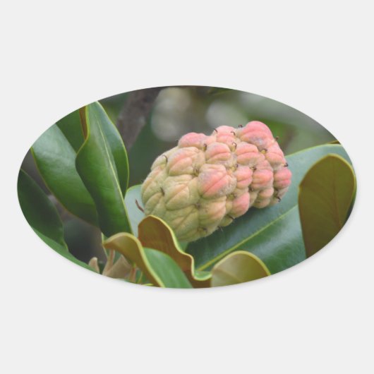 Sticker Ovale Nature mystérieuse : Magnolia Pod (Devant)