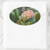 Sticker Ovale Nature mystérieuse : Magnolia Pod (Sac)