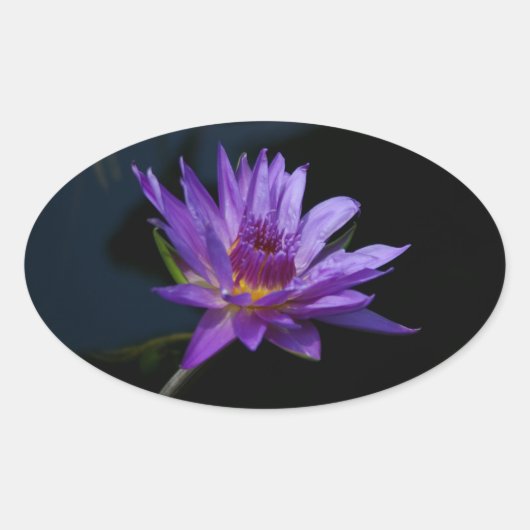 Sticker Ovale Nénuphar Lotus (Devant)
