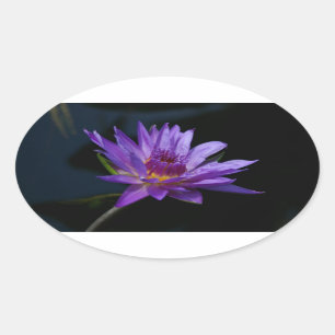 Sticker Ovale Nénuphar Lotus