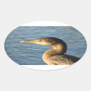 Sticker Ovale Neotropic Cormorant
