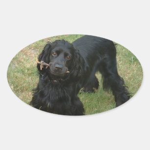 Sticker Ovale noir anglais cocker spaniel plein 2