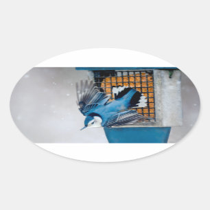 Sticker Ovale Nuthatch à poitrine blanche en neige - Photo origi