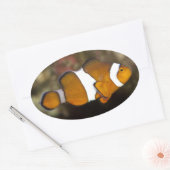 Sticker Ovale Ocellaris Clowfish (Enveloppe)