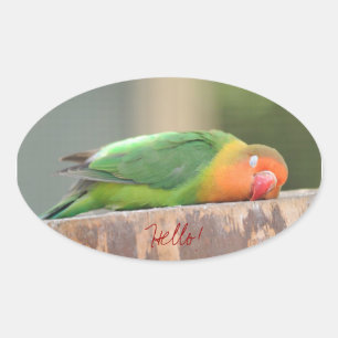 Sticker Ovale Oiseau d'amour dormant