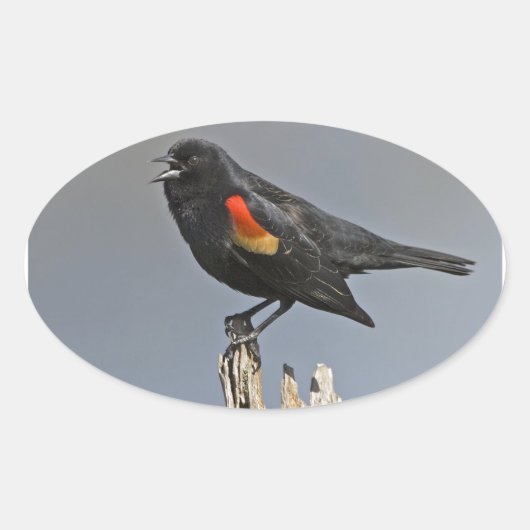 Sticker Ovale Oiseau noir à ailes rouges (Devant)