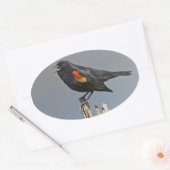 Sticker Ovale Oiseau noir à ailes rouges (Enveloppe)