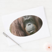 Sticker Ovale Orangoutan (Enveloppe)