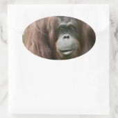 Sticker Ovale Orangoutan (Sac)