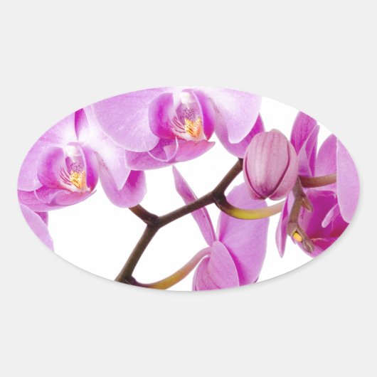 Sticker Ovale orchids-flowers.jpg (Devant)