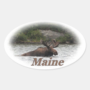 Sticker Ovale Orignaux du Maine Taureau