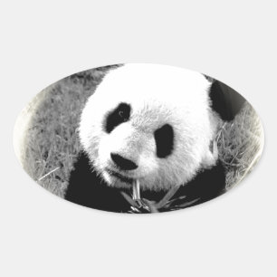 Sticker Ovale Panda Eyes