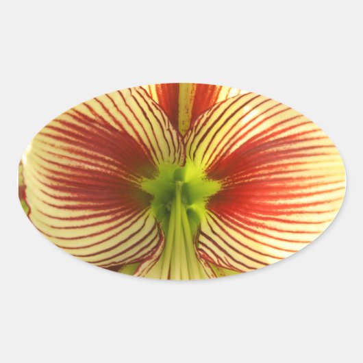 Sticker Ovale Papillon Amaryllis (Devant)