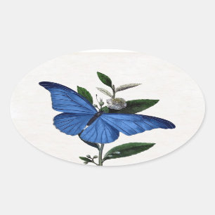Sticker Ovale Papillon bleu