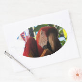 Sticker Ovale Parrot Macaw Scarlet Manger Toast (Enveloppe)