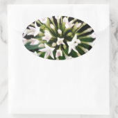 Sticker Ovale Pentas blancs (Sac)