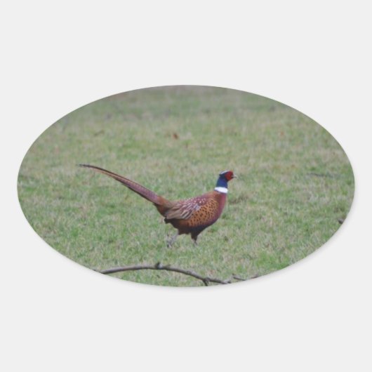 Sticker Ovale Pheasant (Devant)