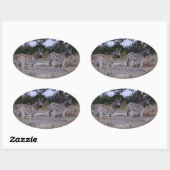 Sticker Ovale Photo Zebra Double Take (Feuille)